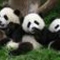 熊猫会功夫