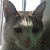 pslovecat