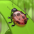 zanyooy