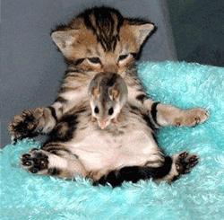 ������ʹ