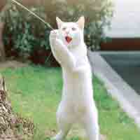 �����ٿ�