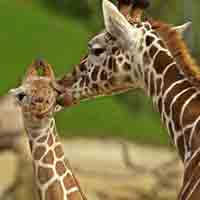 �������ž�