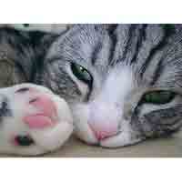 ���Ҳ���