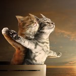 ��ɭ������