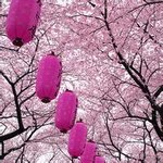 ��ŵ����