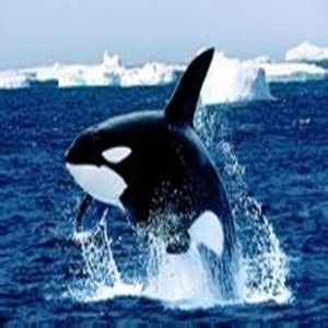 �������ǵĴ�ү